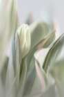 USA, Washington State, Seabeck. Close-up of tulip in bud. Art Print